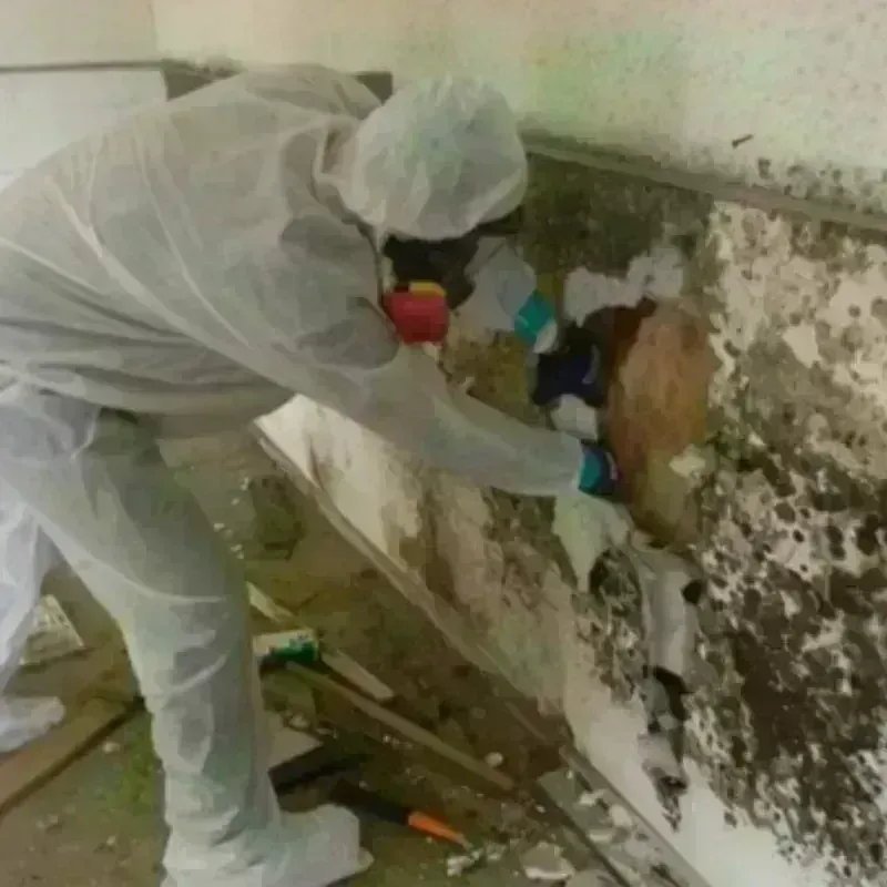 Mold Remediation and Removal in Graceville, FL